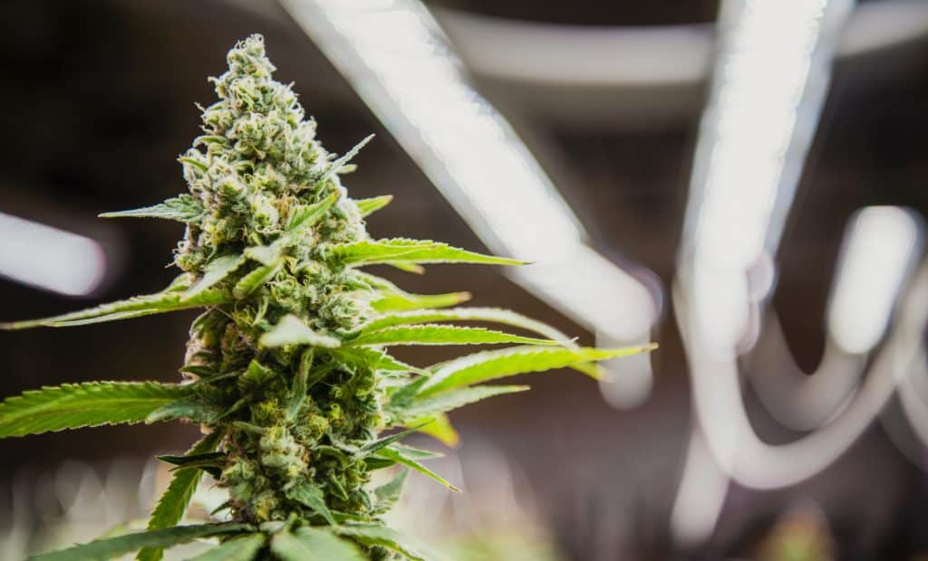 Weed Marketing Company Agency USA