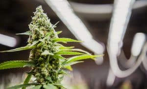 Weed Marketing Company Agency USA
